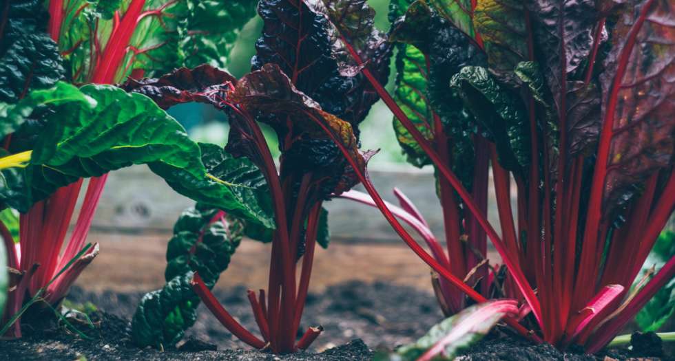 Titelbild Food Trends
