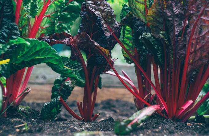 Titelbild Food Trends